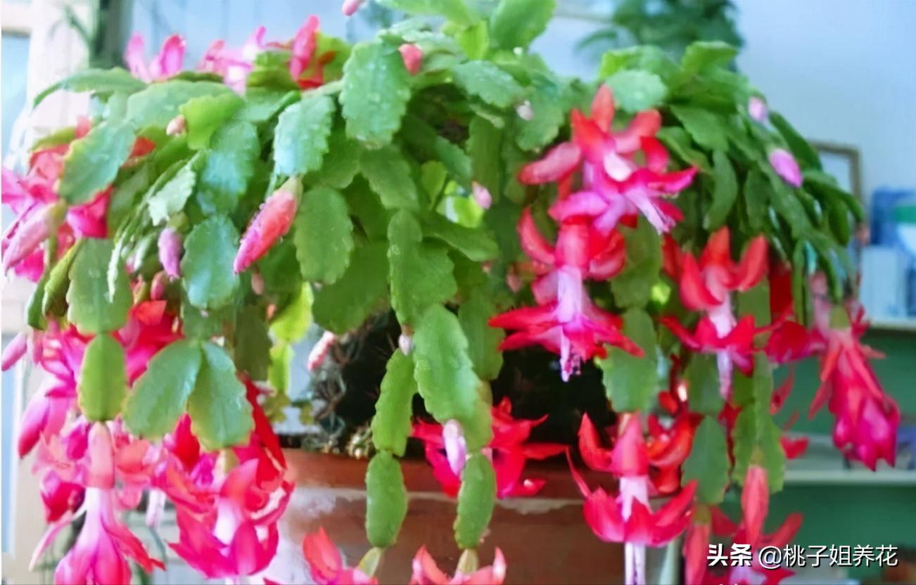 这3种自制“生根水”，用来扦插君子兰、蟹爪兰，插1盆活1盆