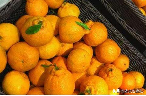 名字很俗气，因丑而走红，亩产4000斤，市场10元1斤，现在正上市