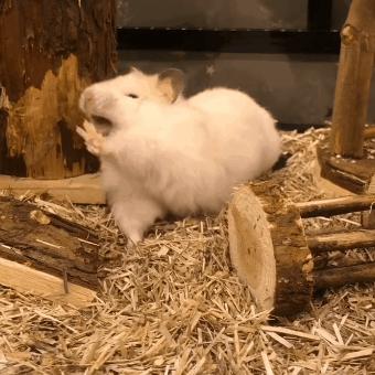 仓鼠会因为睡眠不够而死亡,仓鼠在笼里一直狂躁不安