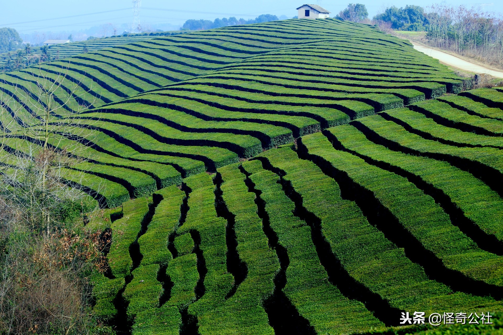 享誉世界的百年品牌——宜昌宜红，“万里茶道”上的新亮点