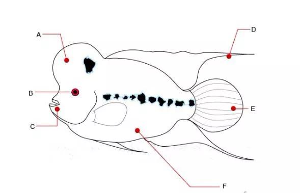 珍珠系罗汉鱼品系详解,珍珠系火凤凰罗汉鱼