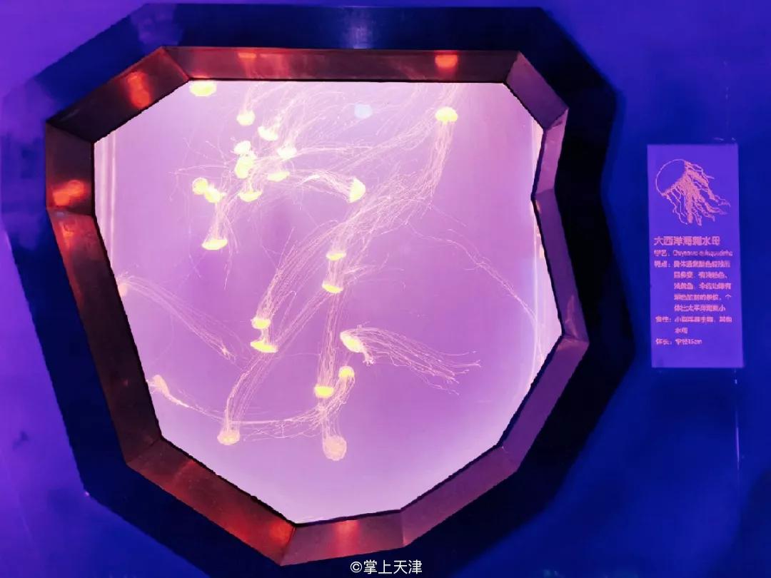 天津海昌极地海洋世界年票,天津海昌极地海洋99票价真实性