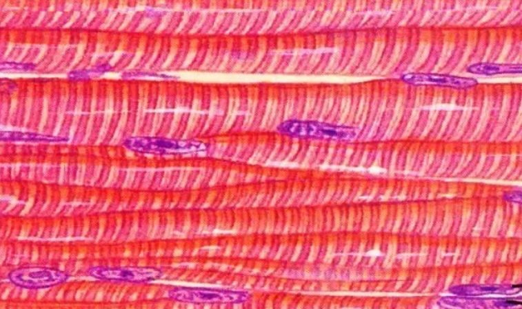 学生体育课深蹲视频,体育课深蹲的女生视频