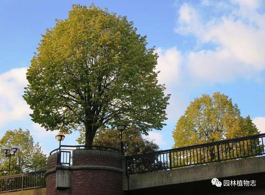 银毛空气净化器价格,银毛椴树