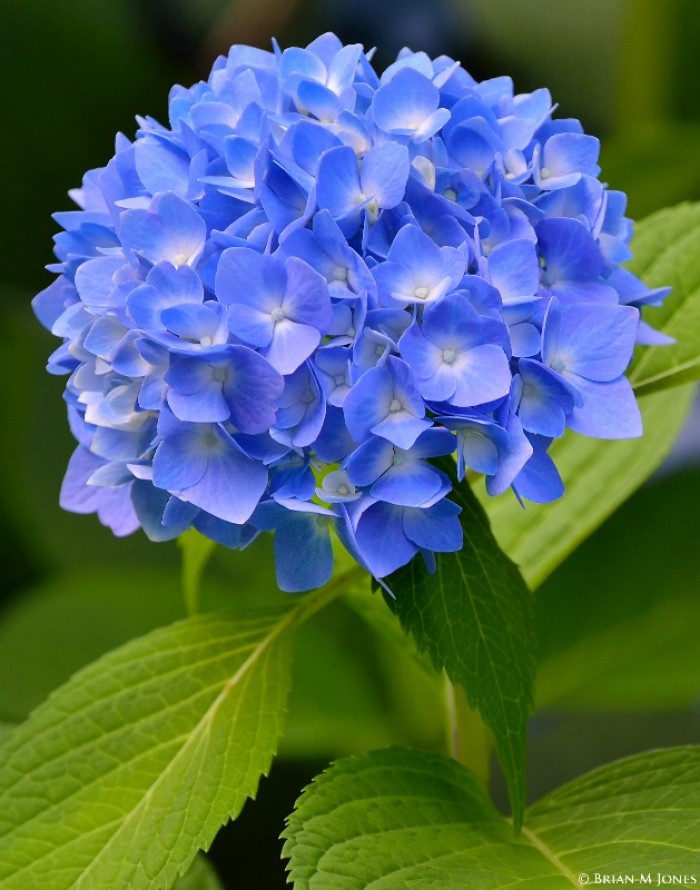 人养花花,人养花花养人哪些花养人