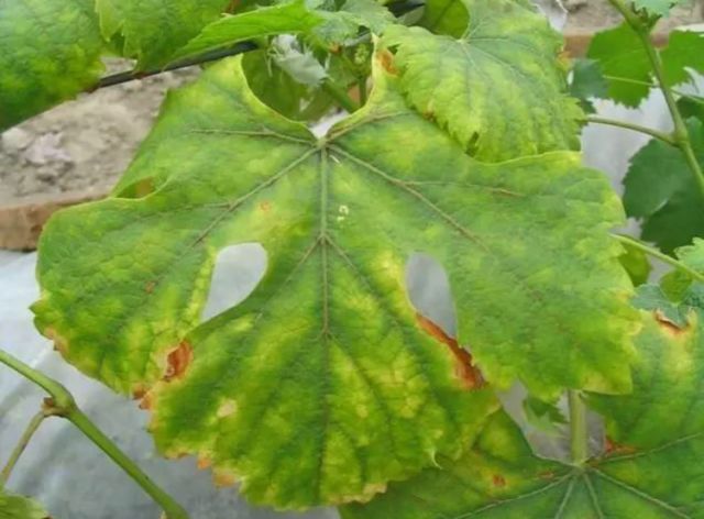 葡萄生理性枯叶怎么处理,葡萄落叶病害治疗