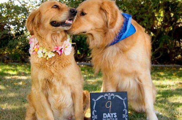 又到了动物繁殖的季节：狗狗发情期铲屎官需要知道的那些事