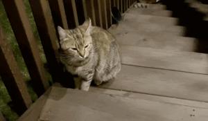 流浪猫猫赖到门口不走,流浪猫在我家门口赖着不走了