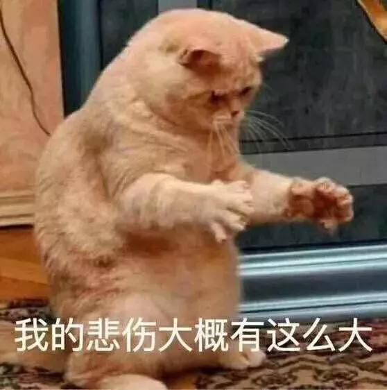猫咪大了还容易感染猫瘟吗,猫咪不外出被抓伤会得狂犬病吗