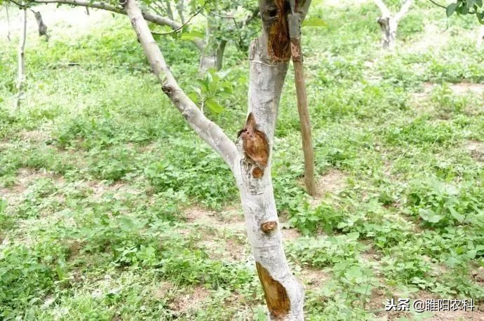 腐烂病最有效的药,腐烂病怎么治疗最快最有效