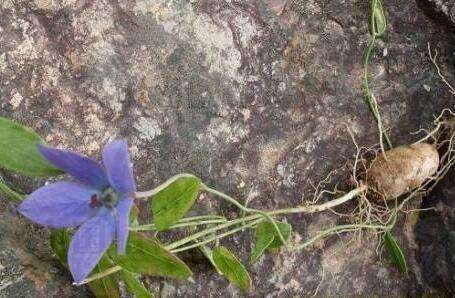 105种野草图片大全,105种野草的图片功效与作用