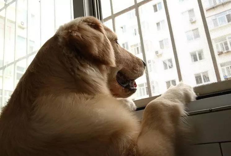 狗狗“发情”如何鉴定?这几点主人要知道