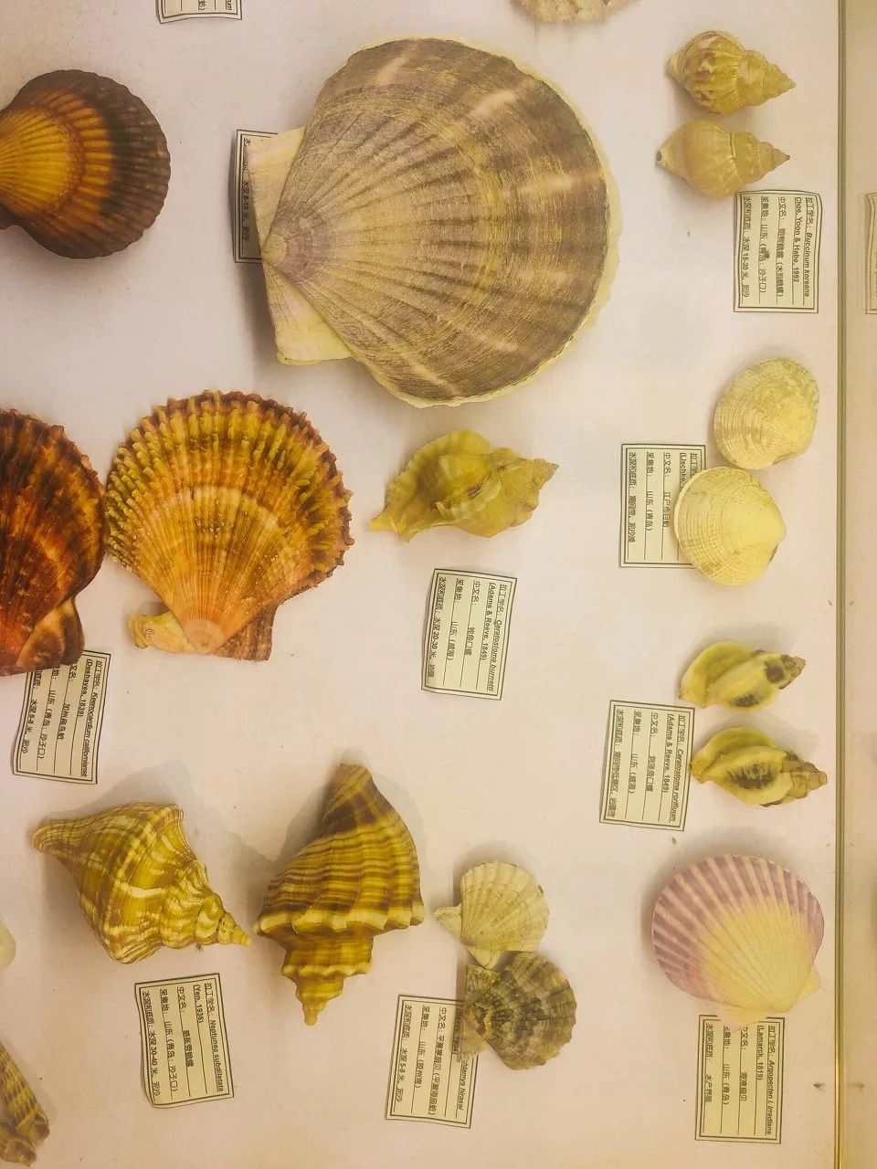 请依次用韩文读出来,请朗读并圈出元音不同的单词