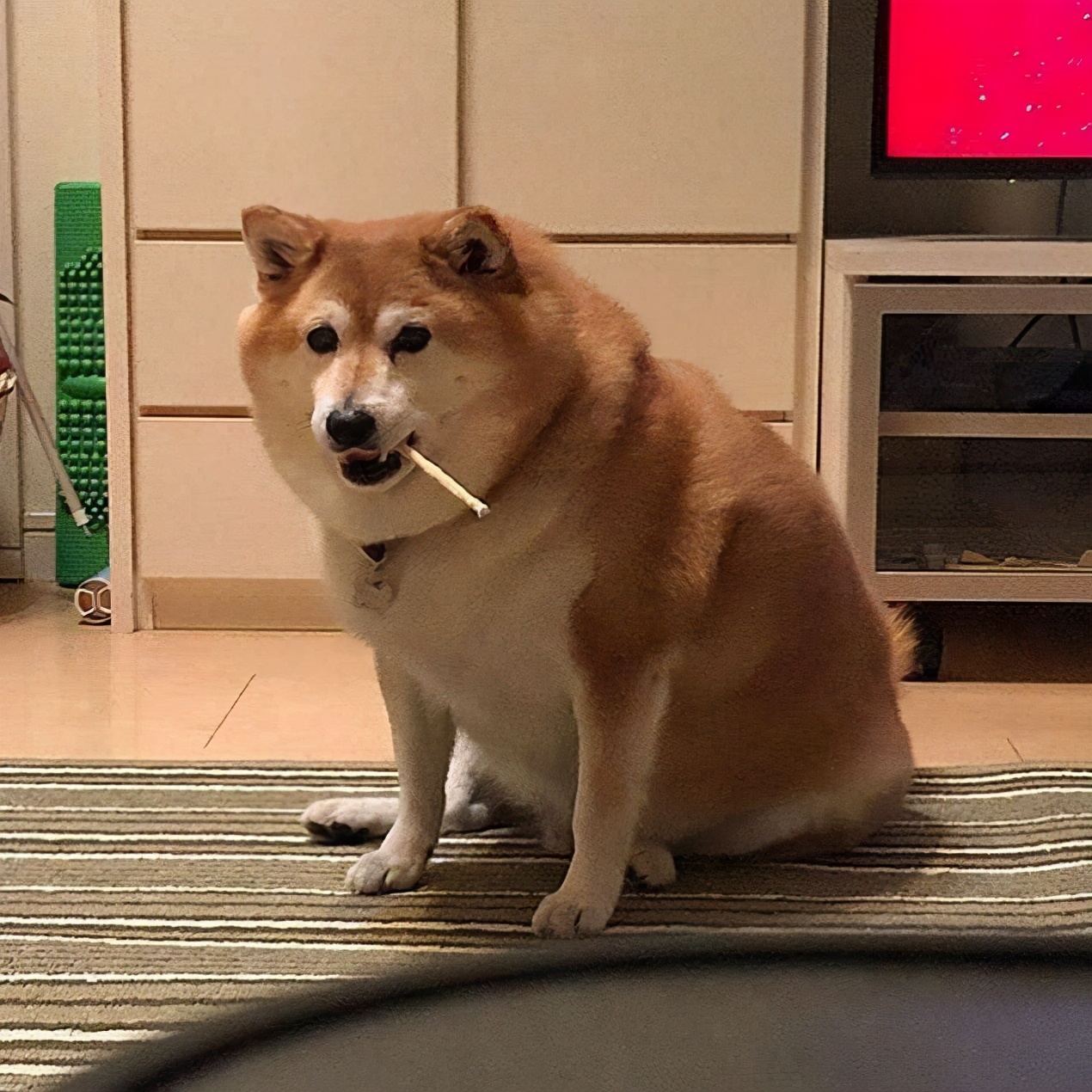 柴犬怎么买性价比高,柴犬怎么那么贵