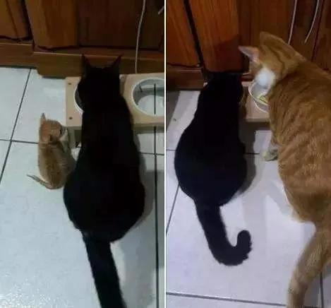 橘猫半年大概多少斤,橘猫半年