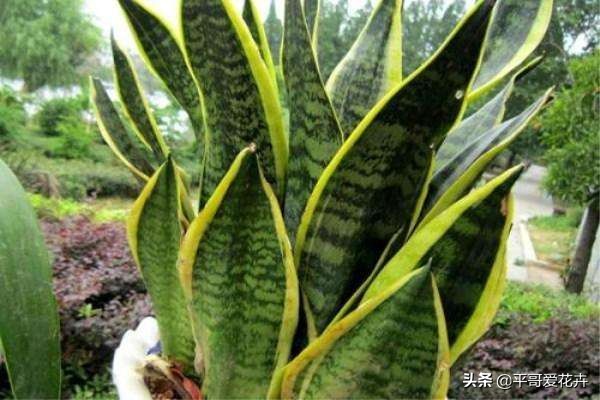 吸附甲醛净化空气的好养的花,室内净化空气除甲醛最好养什么花