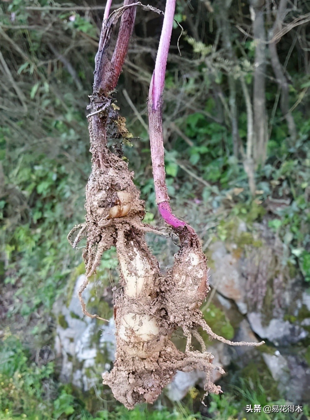 杜鹃兰属于几级保护植物,杜鹃兰品种图片