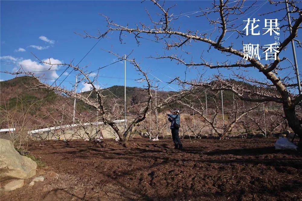 阳光玫瑰葡萄哪里最好种,种阳光玫瑰葡萄前景怎么样