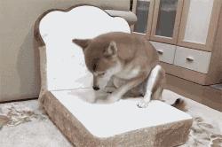 狗狗上厕所前刨地是什么意思,狗狗刨土啥意思