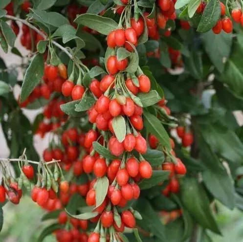 「种草002」纯干货帖！可能是你看过最详尽的玫瑰果油介绍