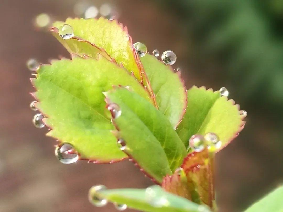 花叶子冒水珠怎么养,花叶子哗哗掉