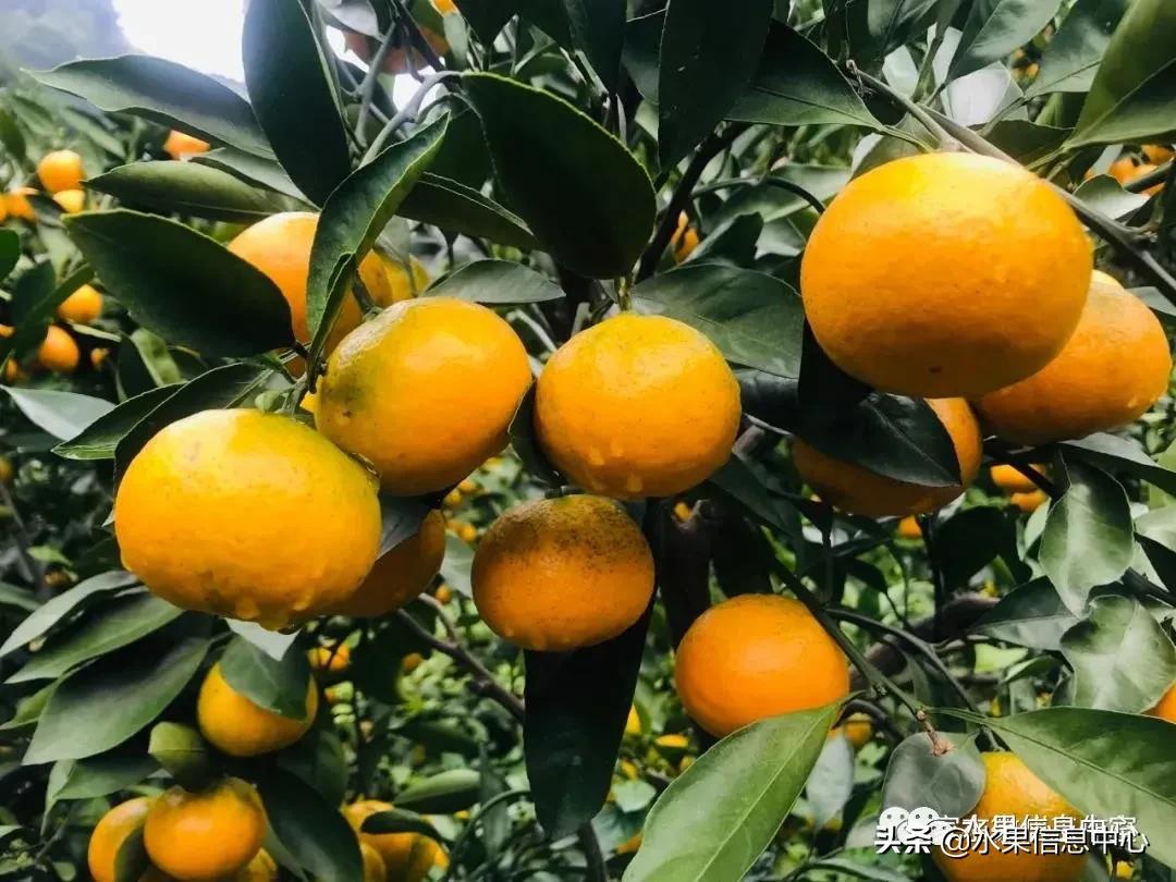 我国柑橘产区分布,柑橘产地行情