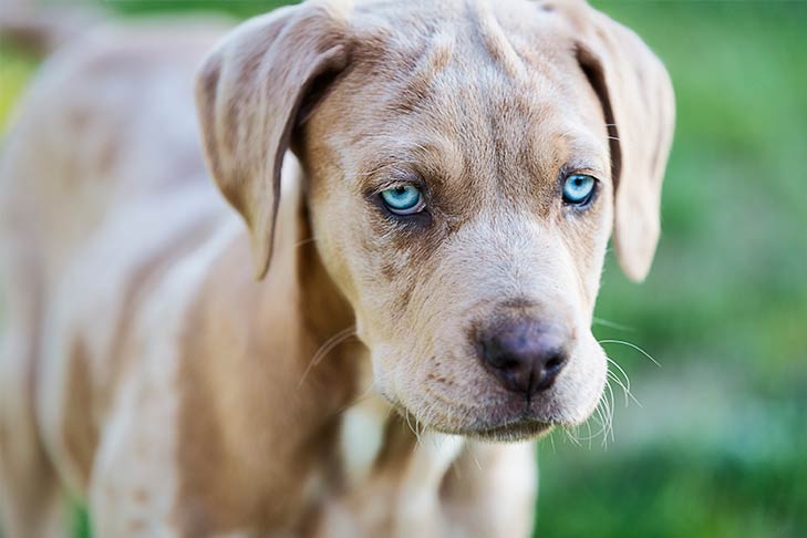 哪些狗既可爱又推荐新手养,新手铲屎官适合养什么狗狗