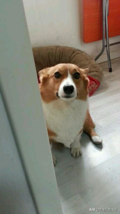 冬天了宠物这一身长毛千万别浪费，手串盘起来！