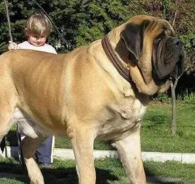 各国猛犬品种排名,各国品种猛犬