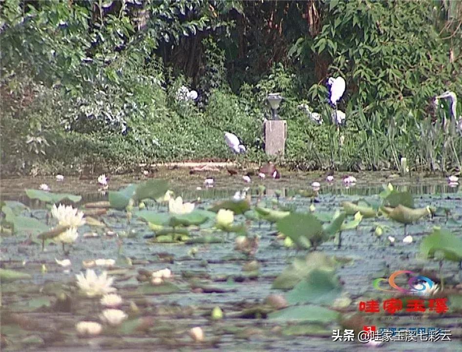 迷人！这里的“花中睡美人”盛开了