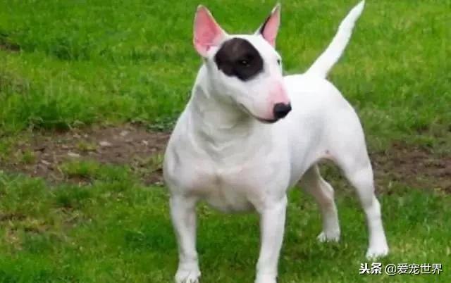 牛头梗咬人视频大全,牛头梗一定会咬人吗