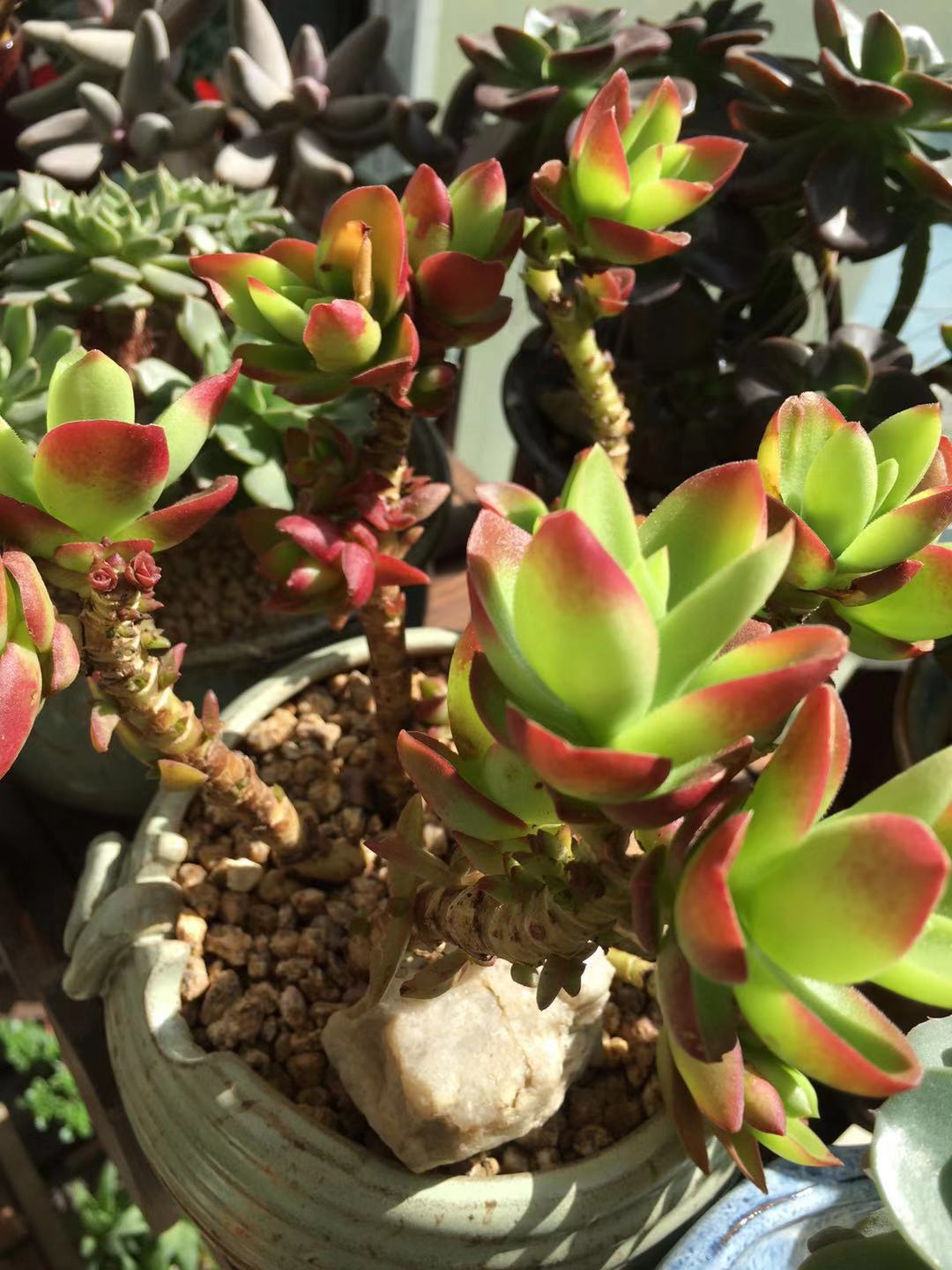 多肉得了病怎样治疗,多肉得白毛病怎么办