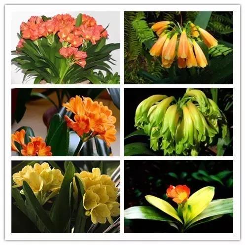 史上最全的花卉介绍，认识超过30种以上绝对是大神