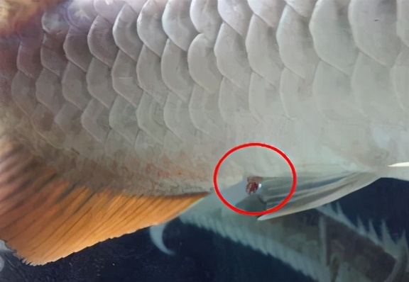 小龙鱼疾病,龙鱼突发疾病