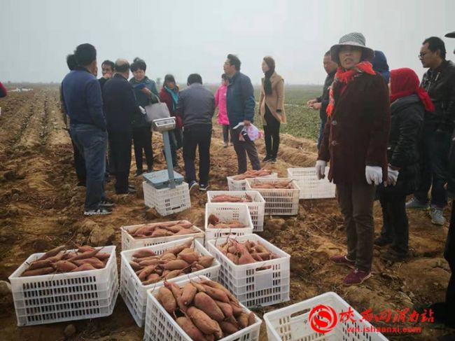 玉田红薯新品种,新品种红薯图片大全