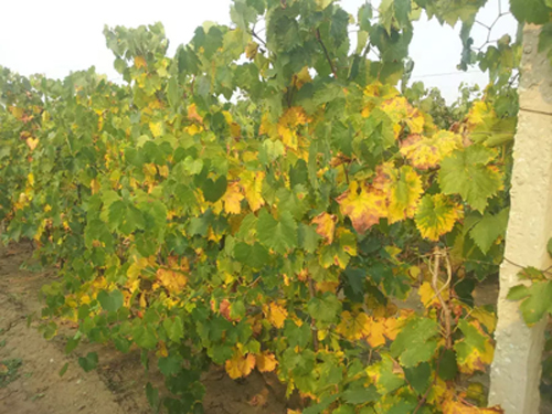 葡萄叶片出现药害还能恢复吗,葡萄除草剂药害的有效防治方法