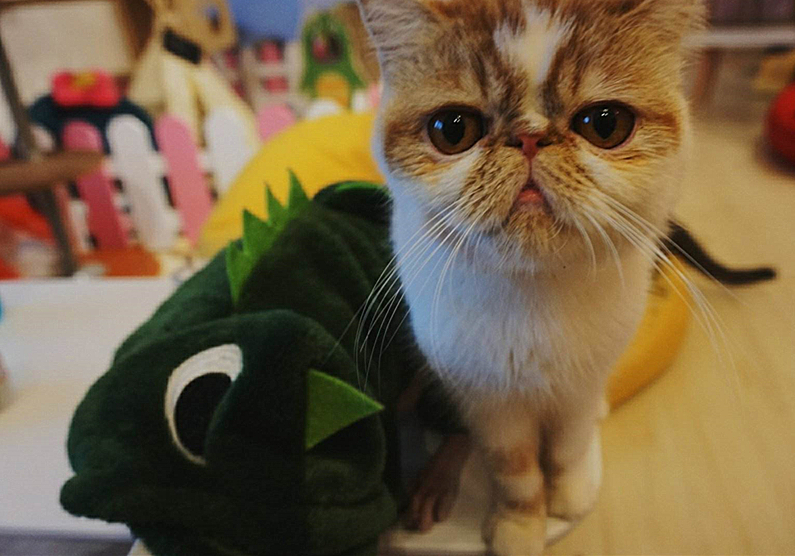 猫咪先兆流产不治疗的后果,猫咪早产为什么迟迟生不出来