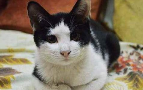 猫咪在床上拉尿怎么教训,猫咪想尿尿时会有哪几种反应