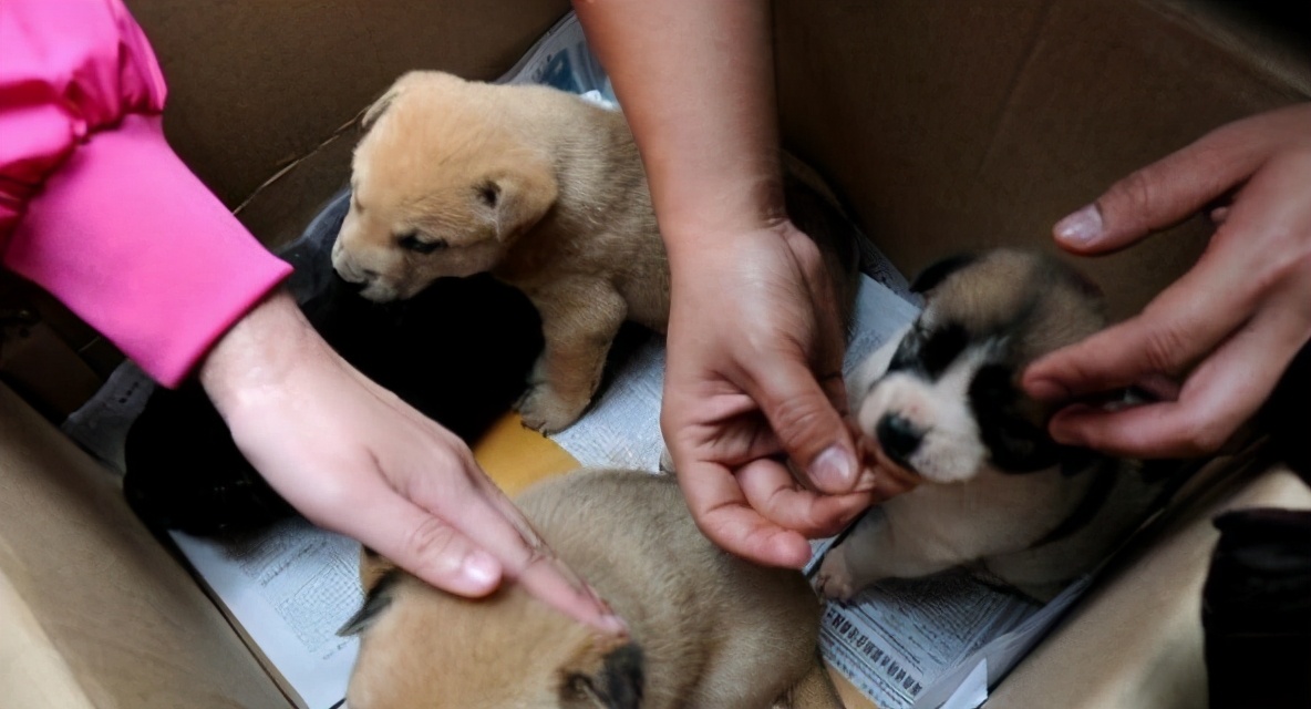 学好这几招很管用,在一窝土狗中怎么挑到狗王