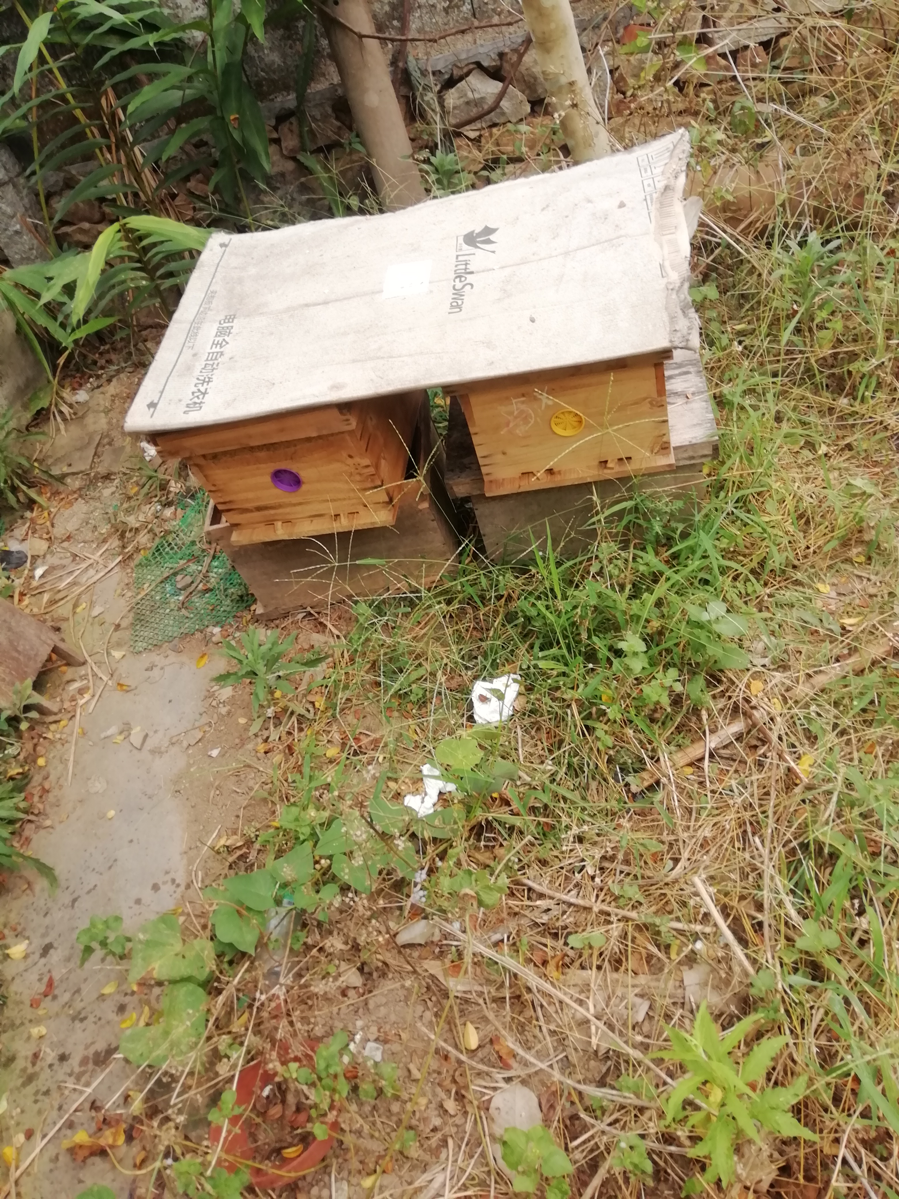 蜂王怎么挽救最快,野蜂无蜂王如何挽救