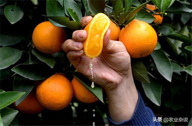 冰糖橙种植成功案例,种植冰糖橙要几年才能结果