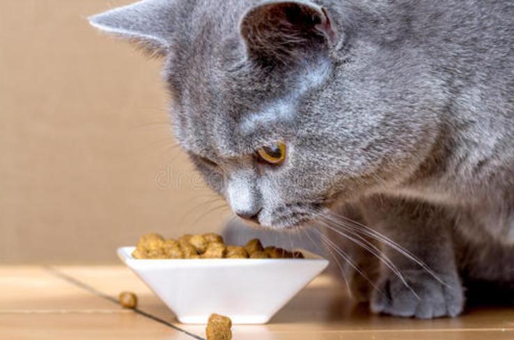 猫咪便便臭有血,猫咪便便太臭了怎么办