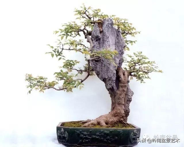 鎺㈡灊妞嶇墿,鎺㈡灊