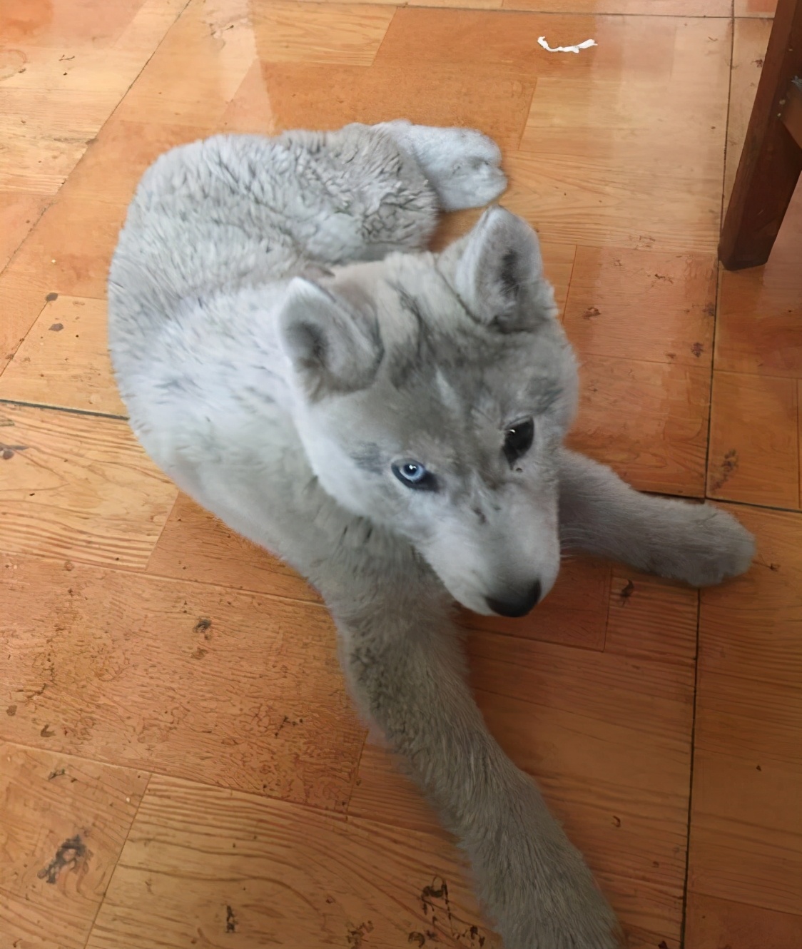 500元买哈士奇,在网上买的哈士奇结果是土狗