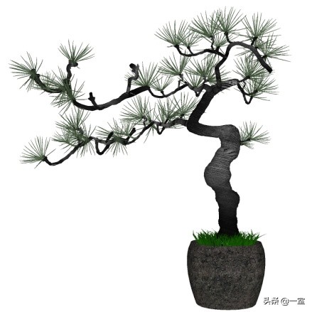 网红庭院植物搭配,网红绿植搭配技巧