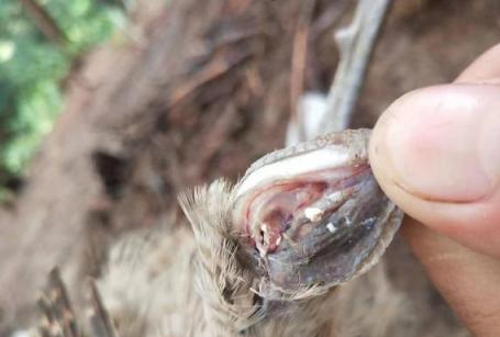 鸡仔站不稳是什么病,鸡偏头站不稳是什么病