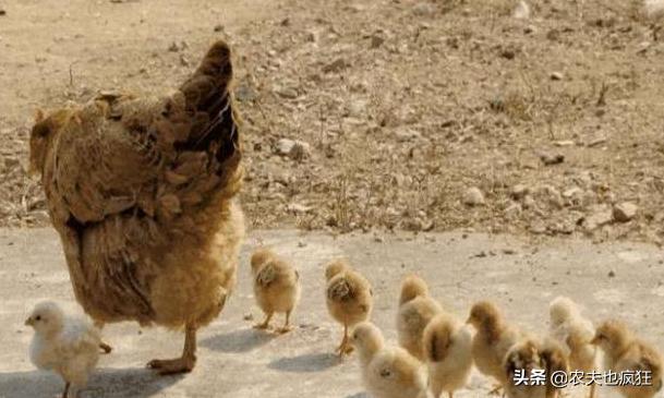 母鸡孵化鸡蛋全过程视频,怎样弄母鸡孵小鸡