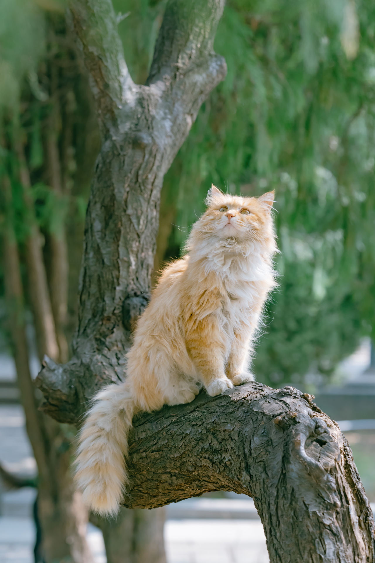 骊山烽火台航拍视频,骊山烽火台上的猫