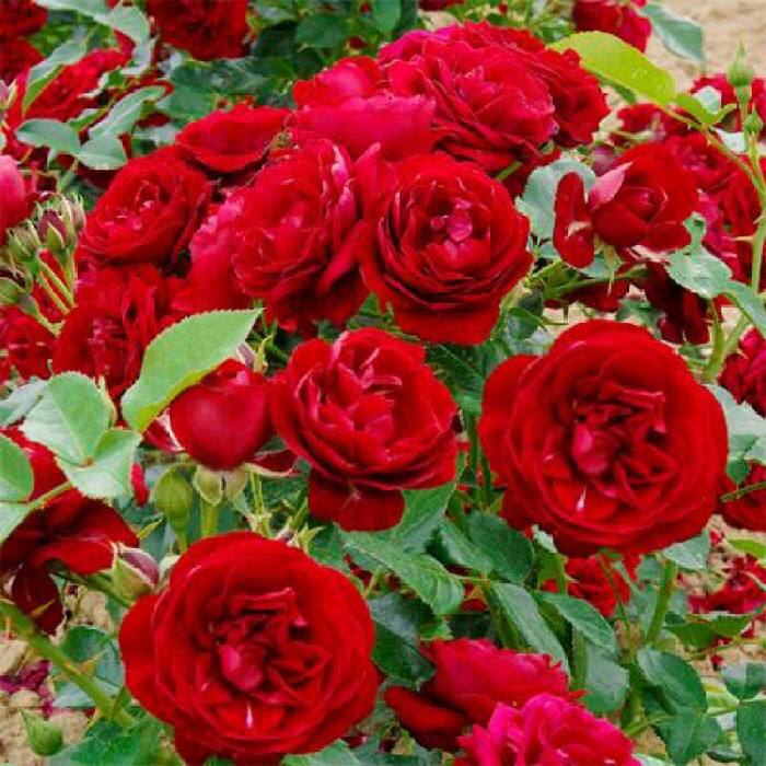 玫瑰老桩怎么养才花繁叶茂,老桩玫瑰长芽后怎么养