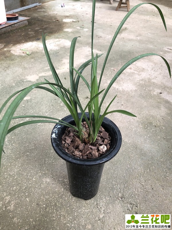 兰花上盆注意事项有哪些,兰花护盆草选择